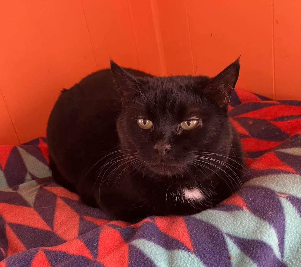 Jinx, an adoptable Domestic Short Hair in Ogden, UT, 84409 | Photo Image 5