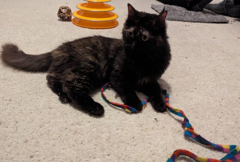 Minnie, an adoptable Domestic Medium Hair, Tortoiseshell in Littleton, CO, 80127 | Photo Image 2