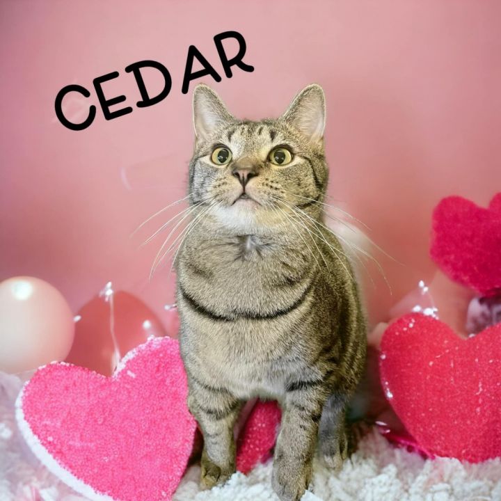 Cedar 1