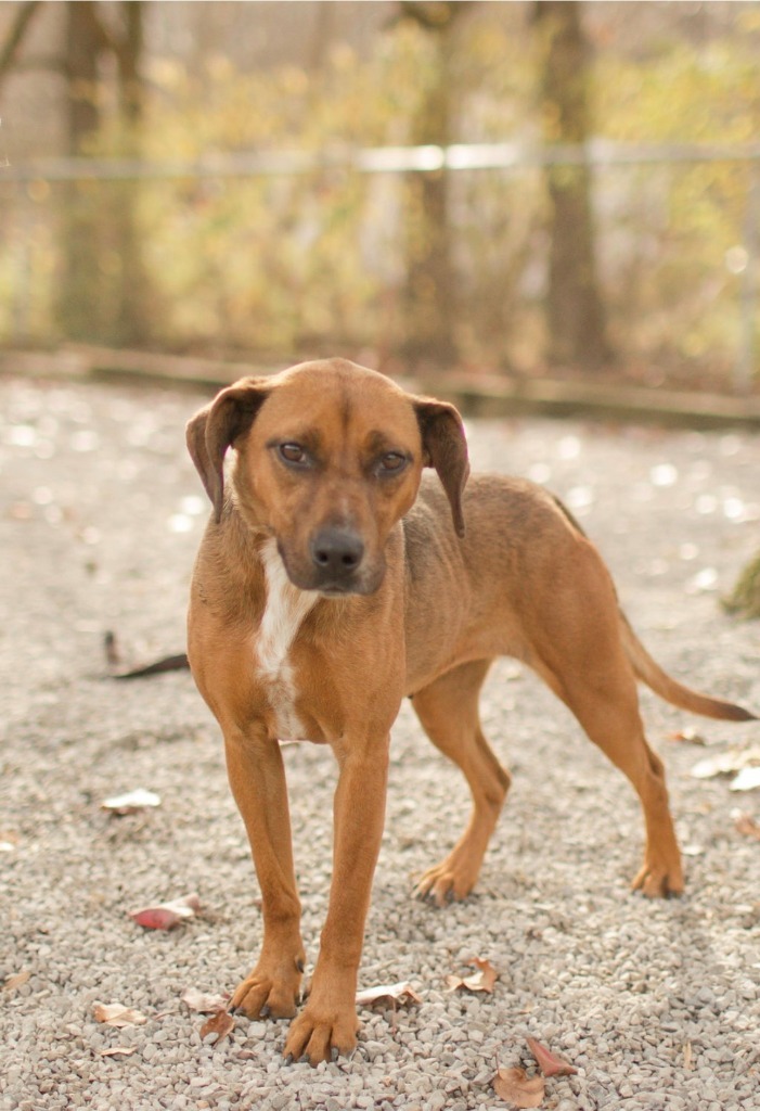 Chillicothe store pet stores