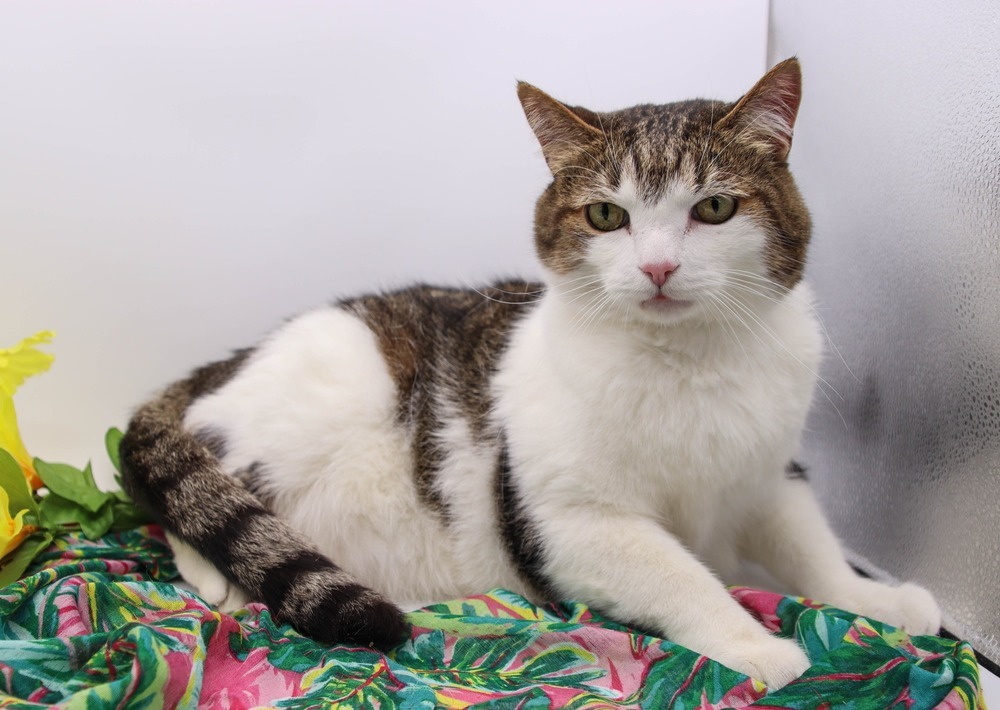 Sour Patch (Porridge), an adoptable Domestic Short Hair in Muskegon, MI, 49444 | Photo Image 1