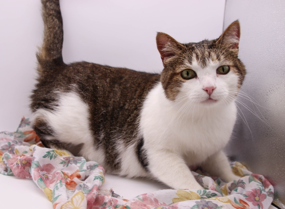 Sour Patch (Porridge), an adoptable Domestic Short Hair in Muskegon, MI, 49444 | Photo Image 2