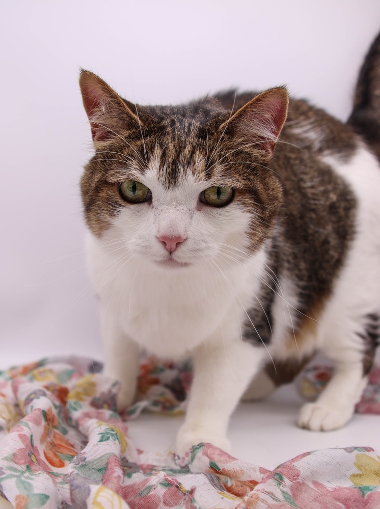 Sour Patch (Porridge), an adoptable Domestic Short Hair in Muskegon, MI, 49444 | Photo Image 3