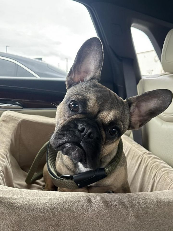 French bulldog sale petfinder