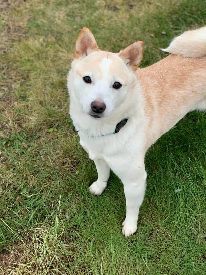 Dahlia, an adoptable Shiba Inu in Wausau, WI, 54401 | Photo Image 1