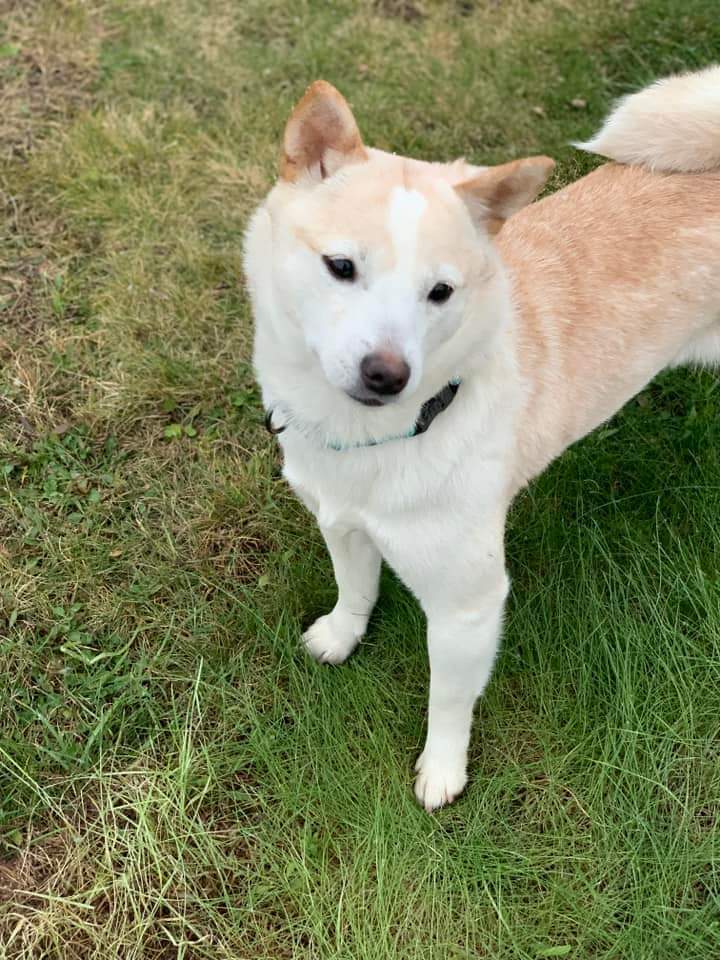 Dahlia, an adoptable Shiba Inu in Wausau, WI, 54401 | Photo Image 2