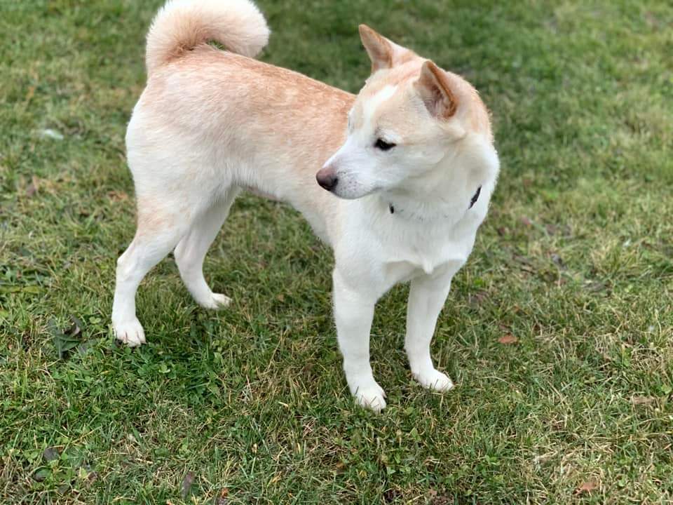 Dahlia, an adoptable Shiba Inu in Wausau, WI, 54401 | Photo Image 3