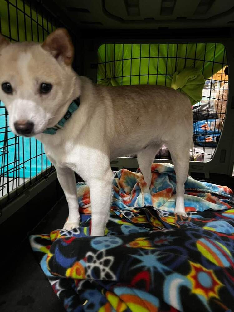 Dahlia, an adoptable Shiba Inu in Wausau, WI, 54401 | Photo Image 4