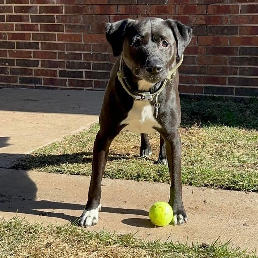 Charlie, an adoptable Retriever in Allen, TX, 75013 | Photo Image 1