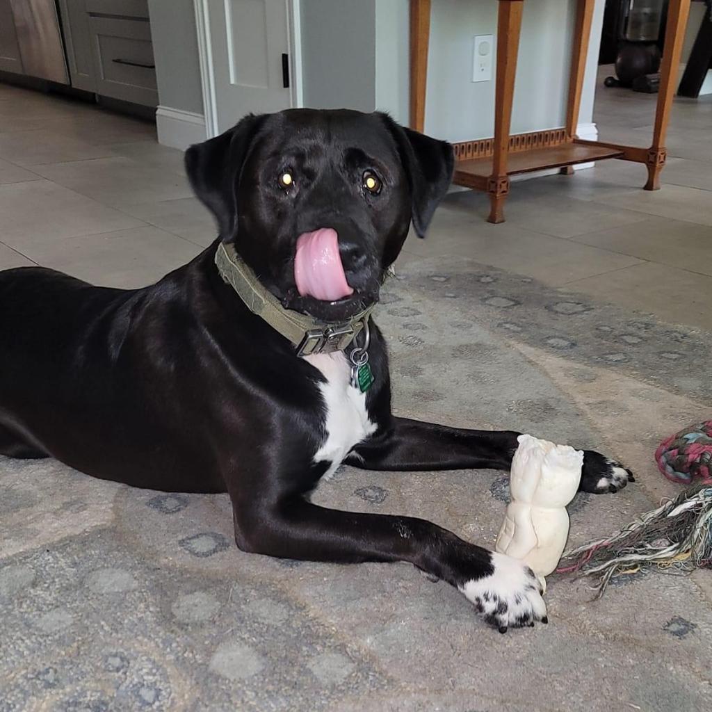 Charlie, an adoptable Retriever in Allen, TX, 75013 | Photo Image 2