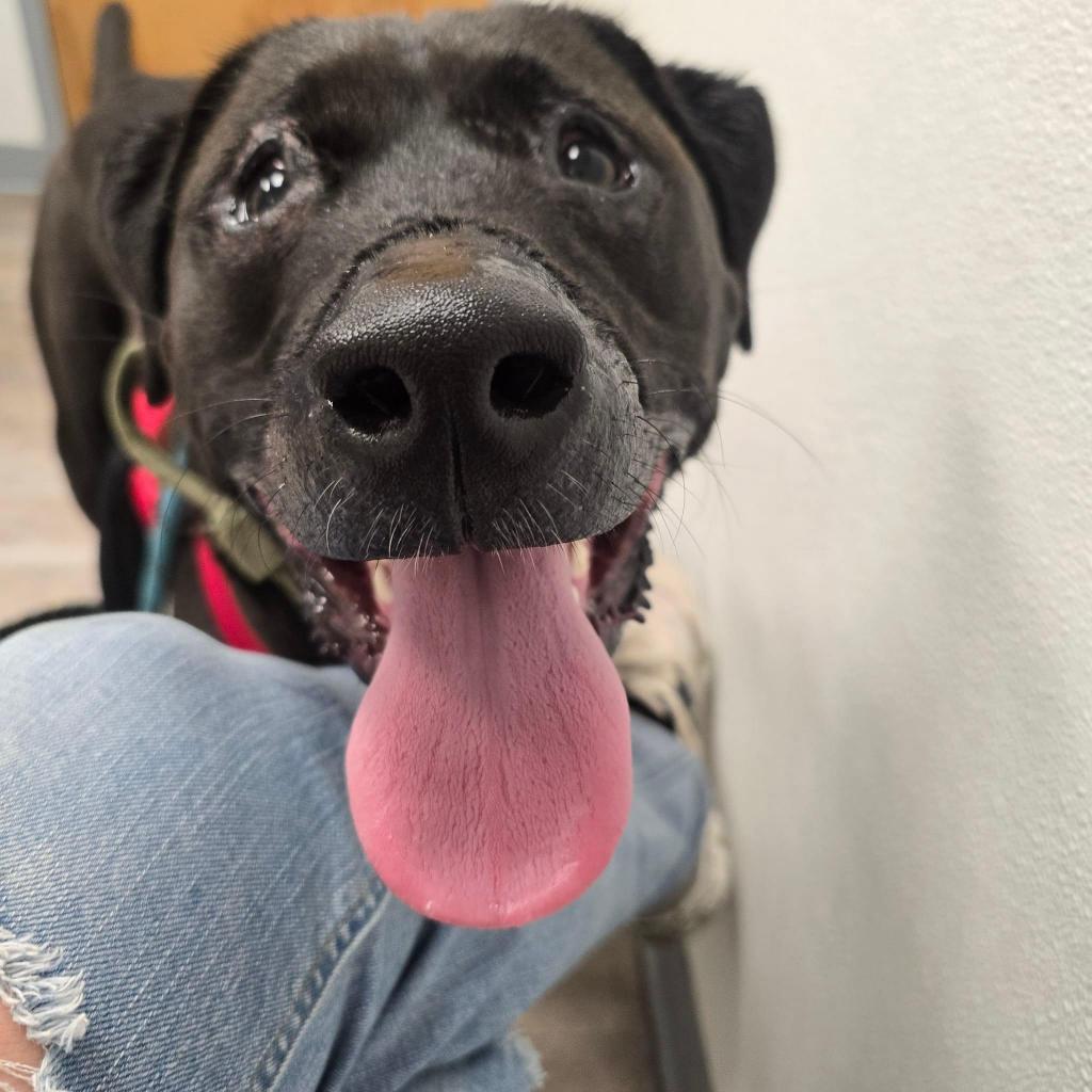 Charlie, an adoptable Retriever in Allen, TX, 75013 | Photo Image 3