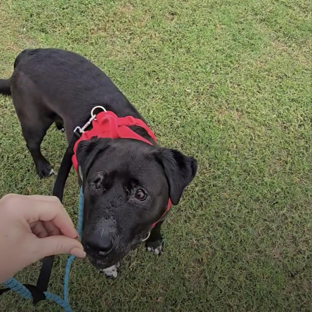 Charlie, an adoptable Retriever in Allen, TX, 75013 | Photo Image 4
