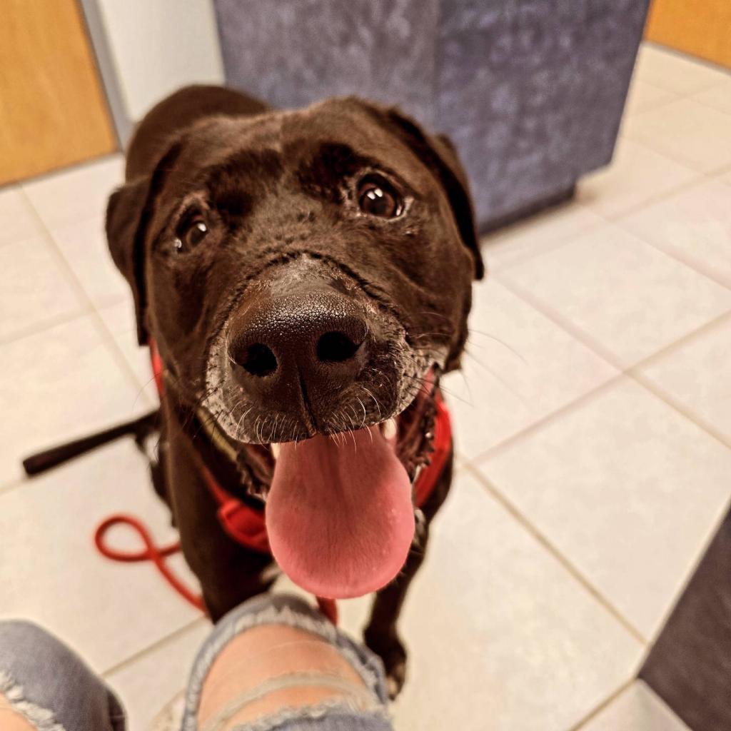 Charlie, an adoptable Retriever in Allen, TX, 75013 | Photo Image 5