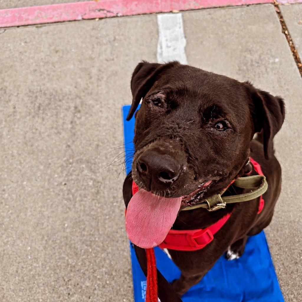 Charlie, an adoptable Retriever in Allen, TX, 75013 | Photo Image 6