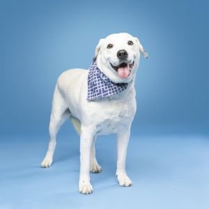 Coco Mann, Adult Male Labrador Retriever