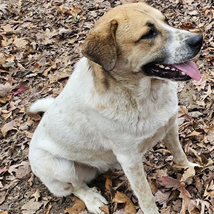 Anatolian shepherd puppies for 2024 adoption