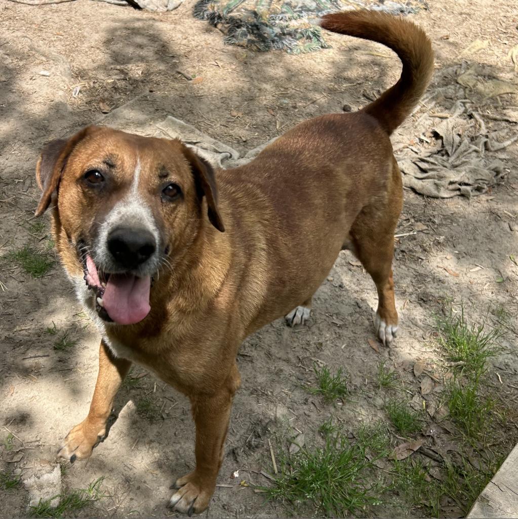Champ, an adoptable Mixed Breed in Bennettsville, SC, 29512 | Photo Image 1