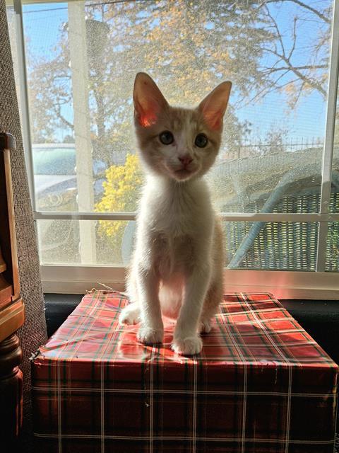 REN, an adoptable Domestic Short Hair in Sacramento, CA, 95818 | Photo Image 1