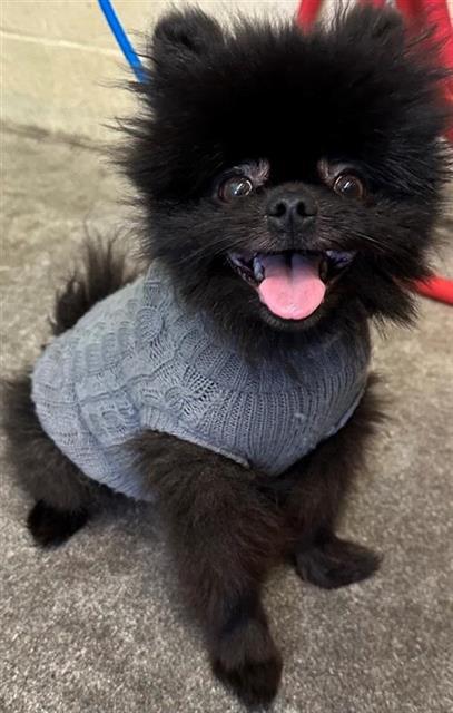 SUGA, an adoptable Pomeranian in Sacramento, CA, 95818 | Photo Image 1