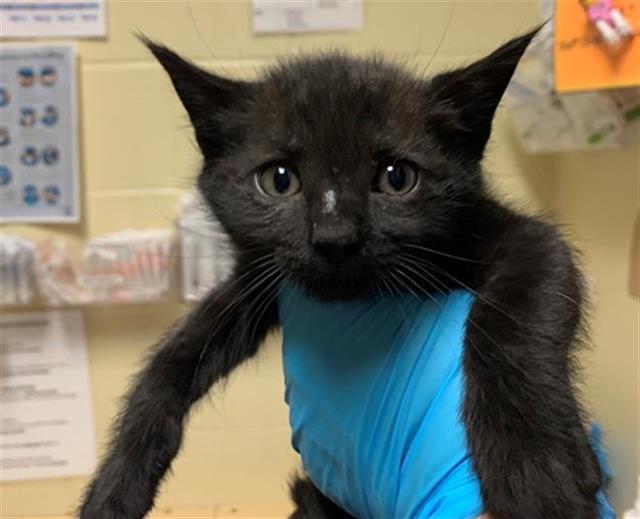 SULTAN, an adoptable Domestic Short Hair in Sacramento, CA, 95818 | Photo Image 1