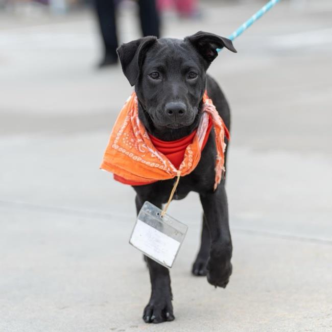 Dog for adoption - Forever (Shania Pup) - Adopted!, a Labrador ...