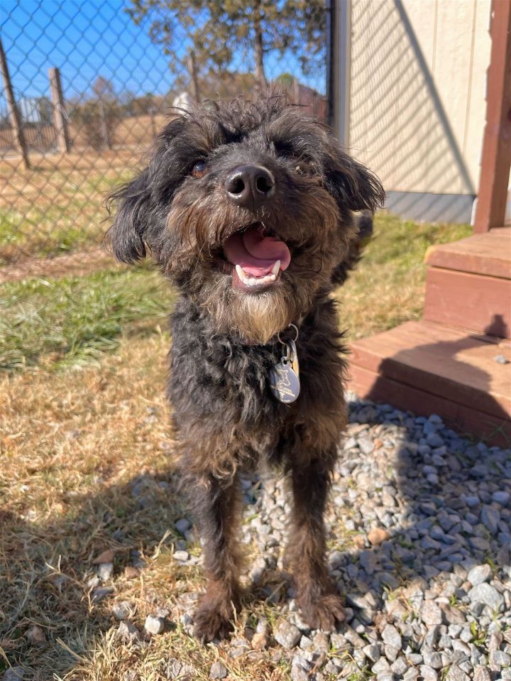 Red heeler deals poodle mix