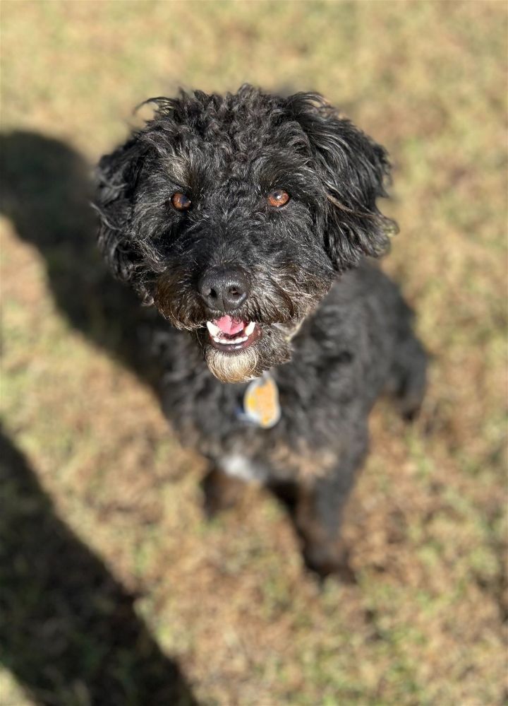 Poodle and best sale blue heeler mix