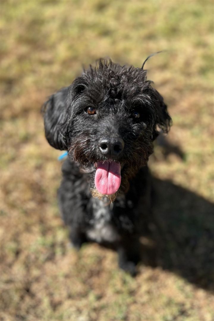 Blue heeler clearance toy poodle mix