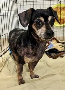 Dog for adoption - Mars, a Dachshund & Chihuahua Mix in Columbia, SC ...