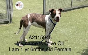 OLIVE OIL Pit Bull Terrier Dog