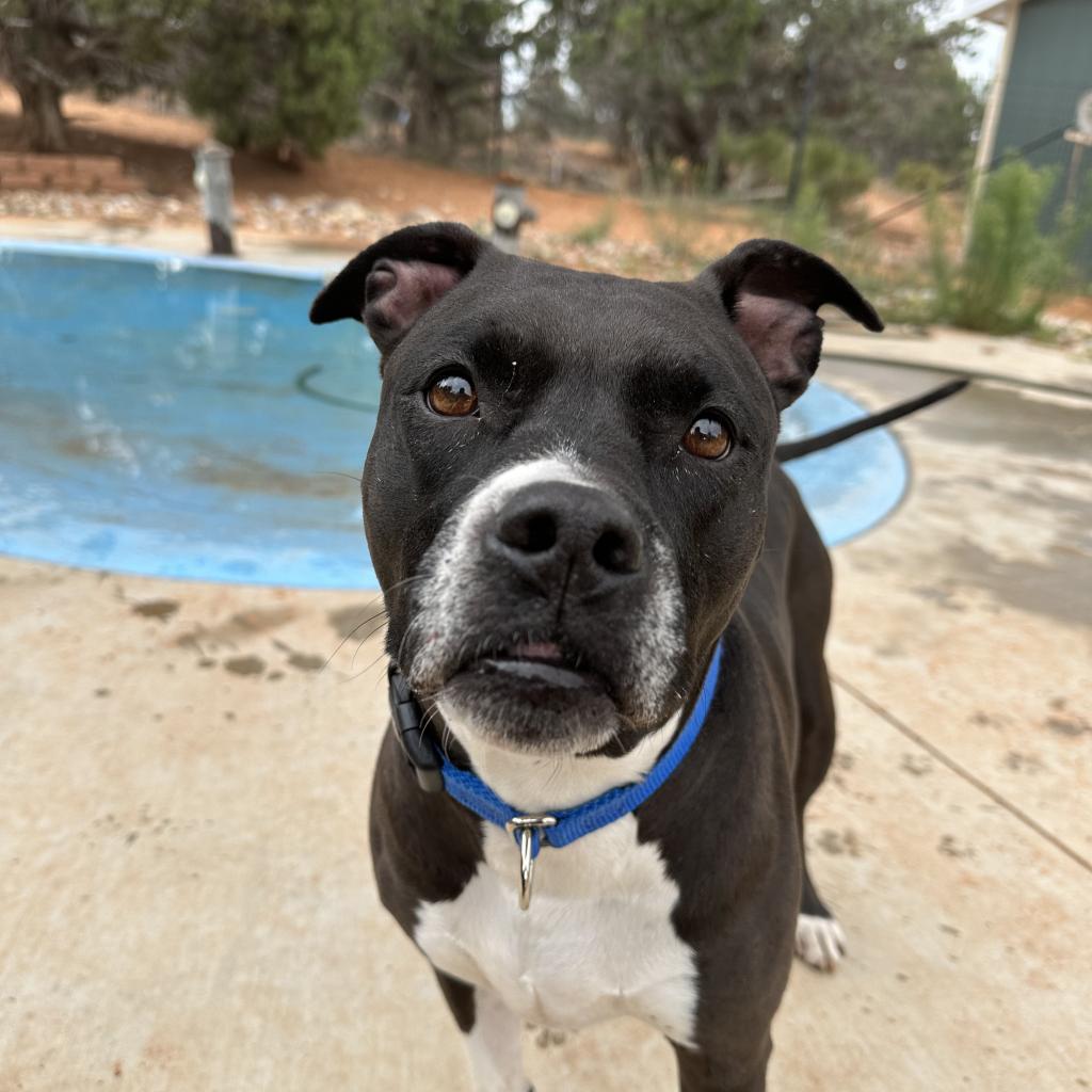 Pegasus, an adoptable Pit Bull Terrier in Kanab, UT, 84741 | Photo Image 1