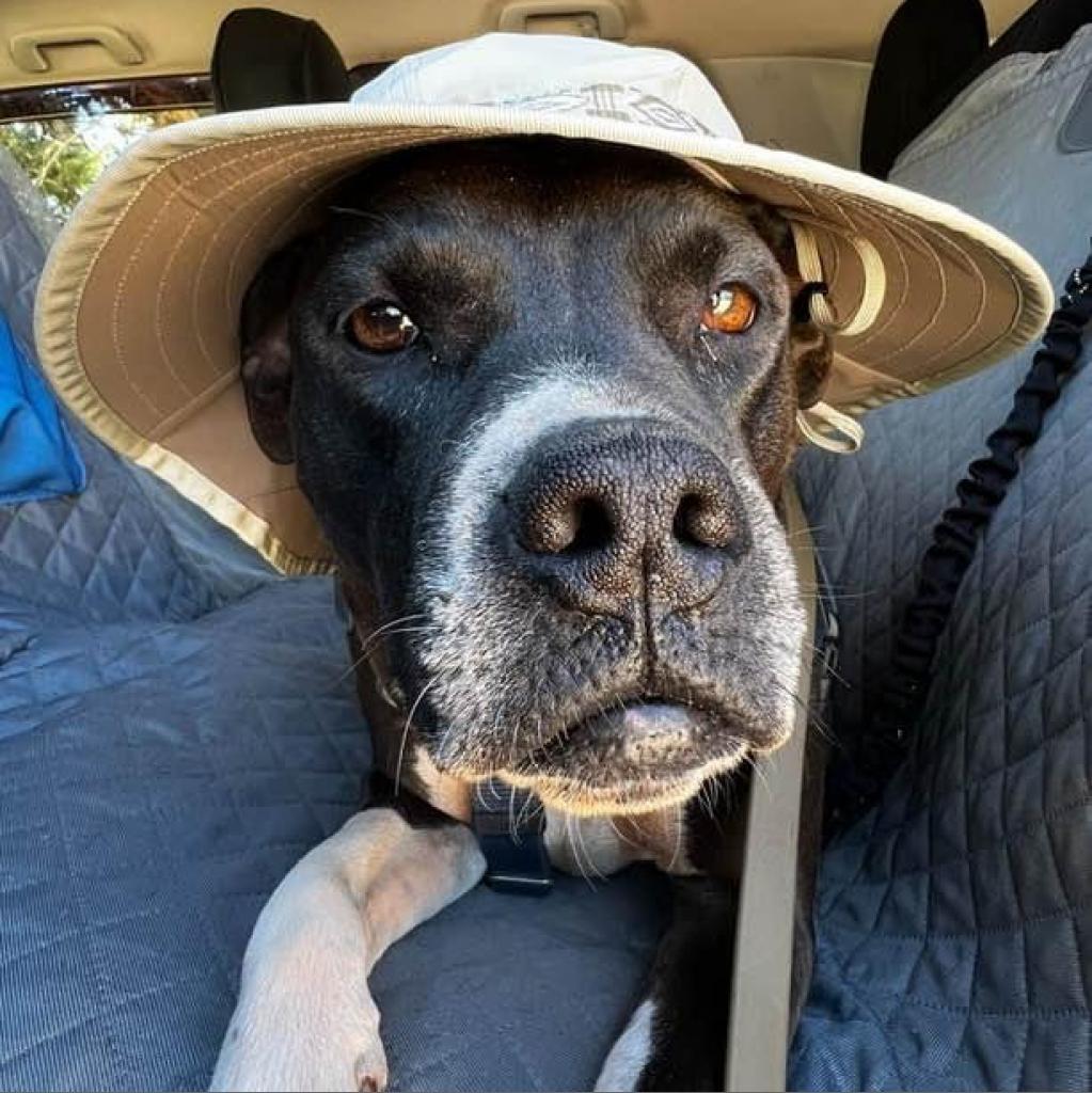 Pegasus, an adoptable Pit Bull Terrier in Kanab, UT, 84741 | Photo Image 2