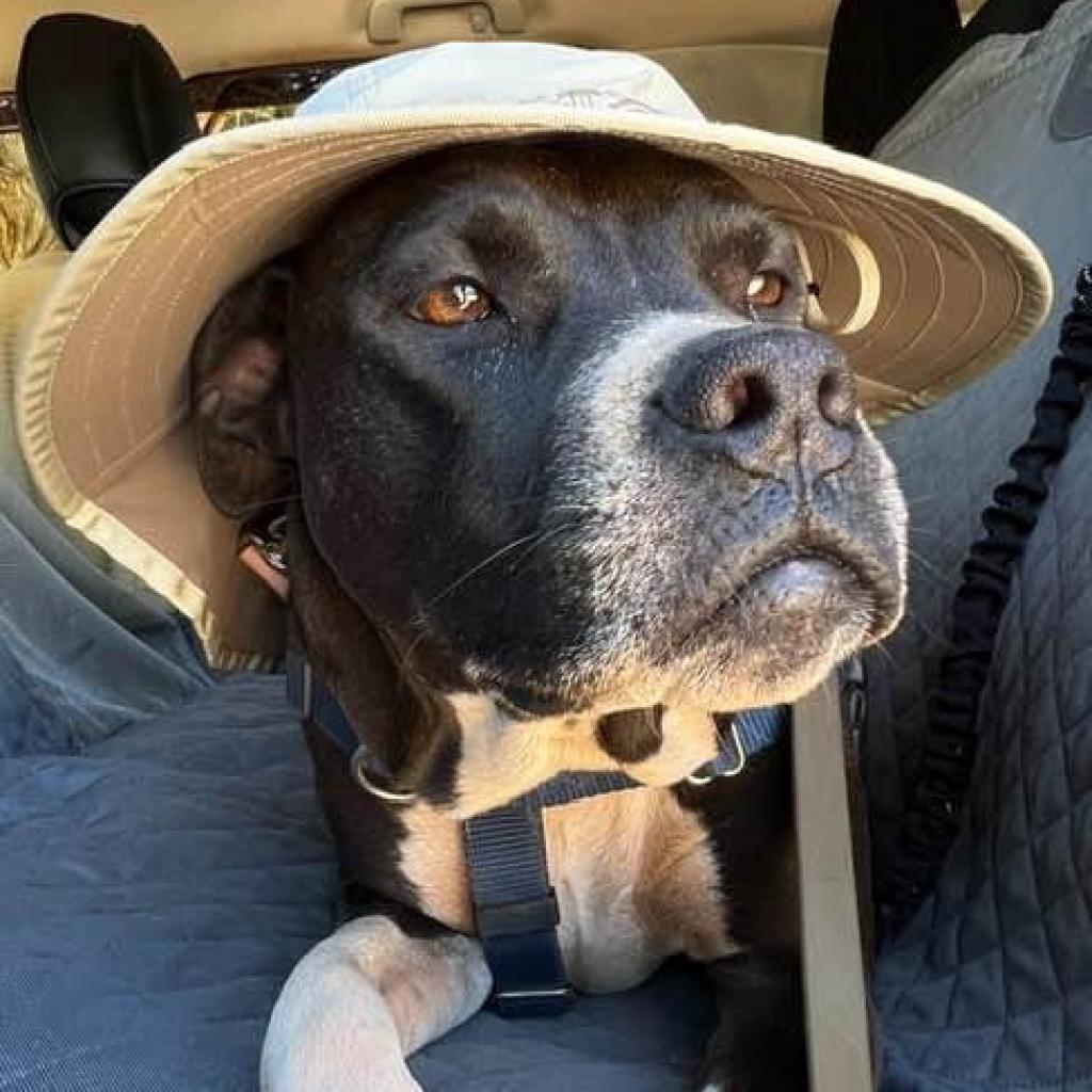 Pegasus, an adoptable Pit Bull Terrier in Kanab, UT, 84741 | Photo Image 3