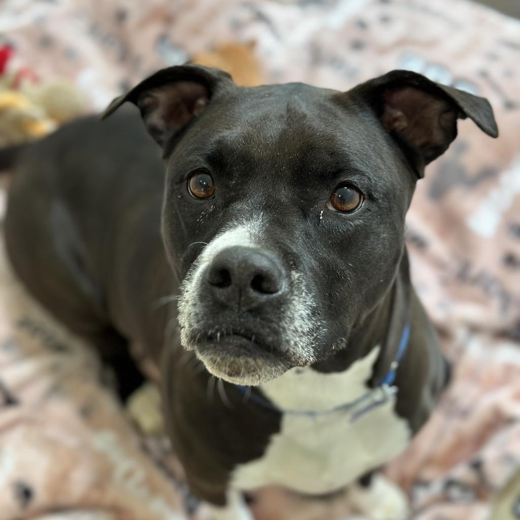 Pegasus, an adoptable Pit Bull Terrier in Kanab, UT, 84741 | Photo Image 4