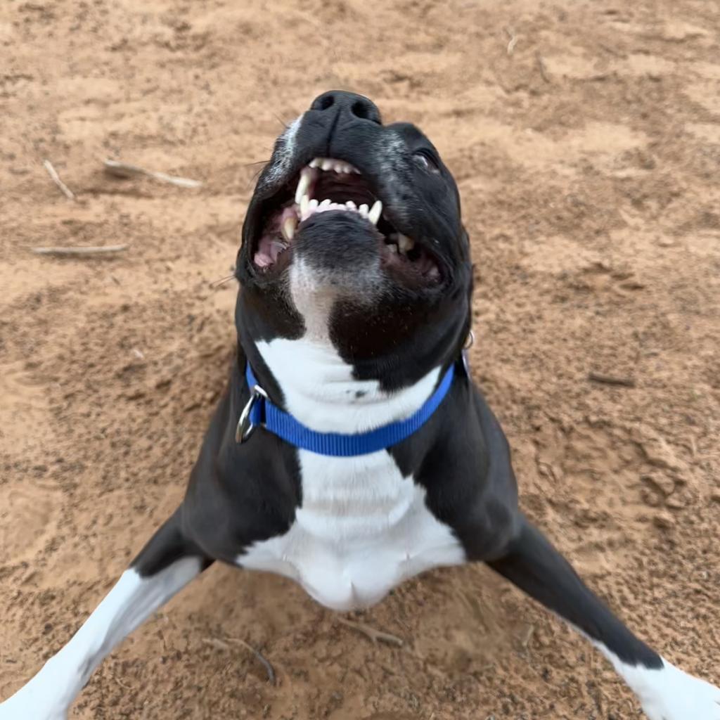 Pegasus, an adoptable Pit Bull Terrier in Kanab, UT, 84741 | Photo Image 5