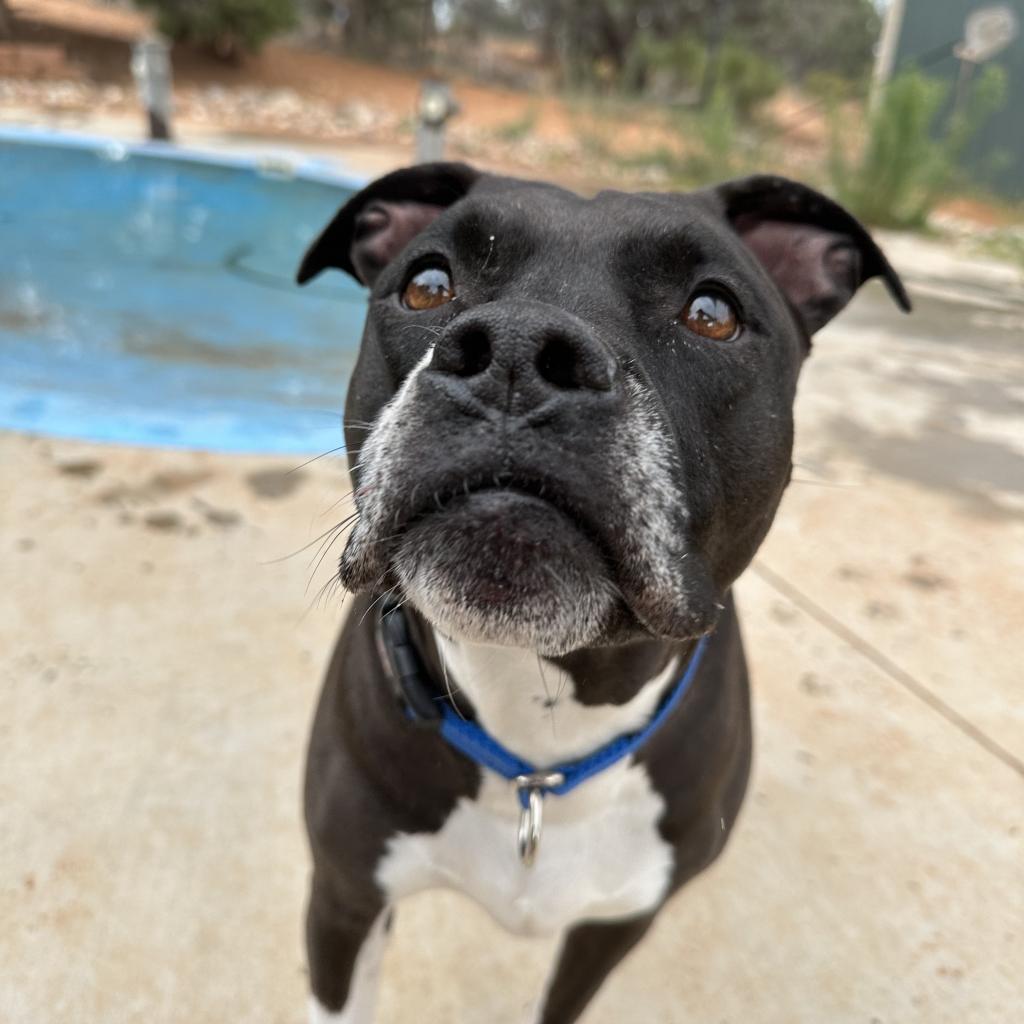 Pegasus, an adoptable Pit Bull Terrier in Kanab, UT, 84741 | Photo Image 6