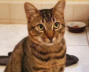 Don Juan, an adoptable Domestic Short Hair, Bengal in San Jose, CA, 95123 | Photo Image 1