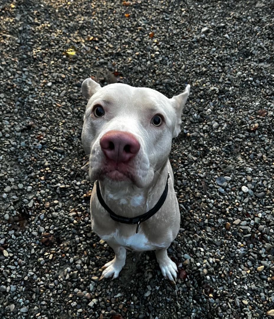 Percy, an adoptable Pit Bull Terrier in Kellogg, ID, 83837 | Photo Image 2