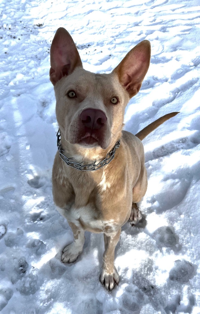 Percy, an adoptable Pit Bull Terrier in Kellogg, ID, 83837 | Photo Image 5
