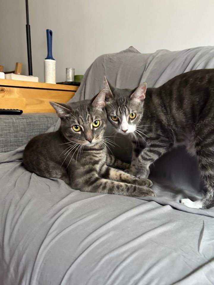 Lemon & Lime (We're in foster care!) 2