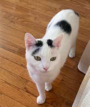 Ruby (I'm in foster care!)
