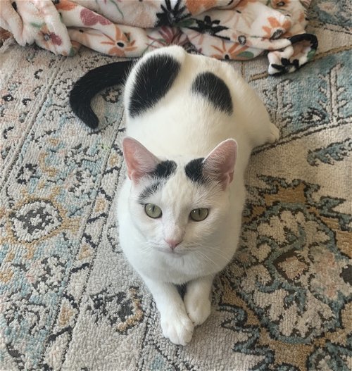 Ruby (I'm in foster care!) 2
