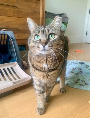 Scarlett (I'm in foster care!)