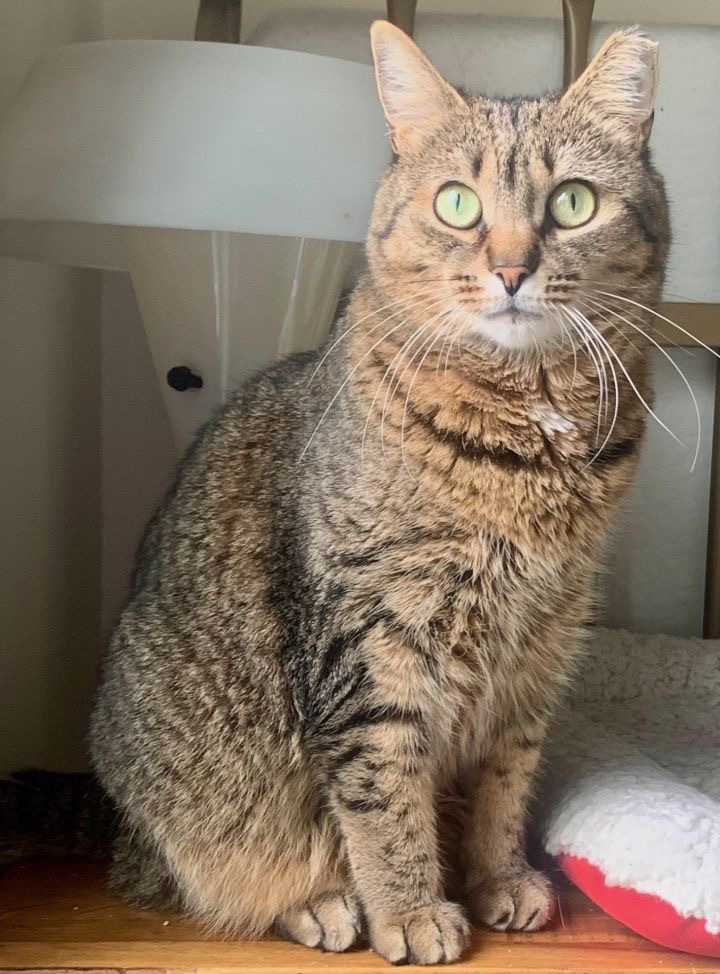 Scarlett (I'm in foster care!) 3
