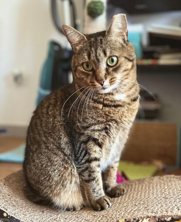 Scarlett (I'm in foster care!) 4