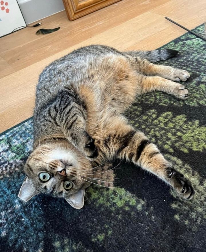 Scarlett (I'm in foster care!) 6