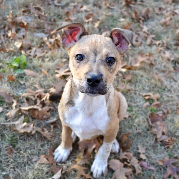 Dasher, an adopted Mixed Breed in Georgetown, KY_image-2