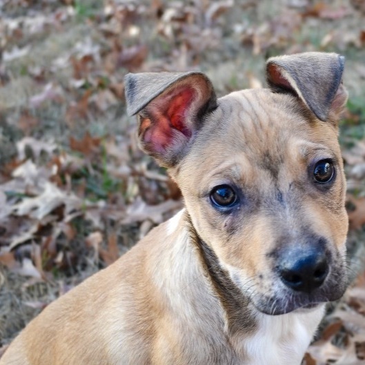 Dasher, an adopted Mixed Breed in Georgetown, KY_image-4