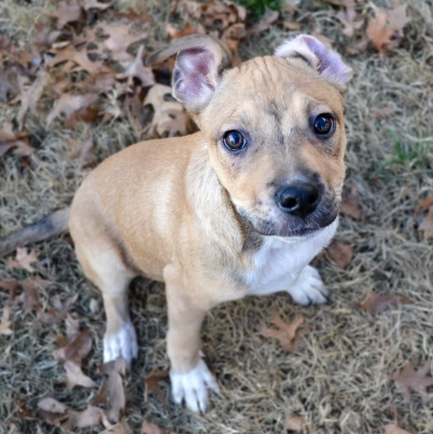 Dasher, an adopted Mixed Breed in Georgetown, KY_image-5