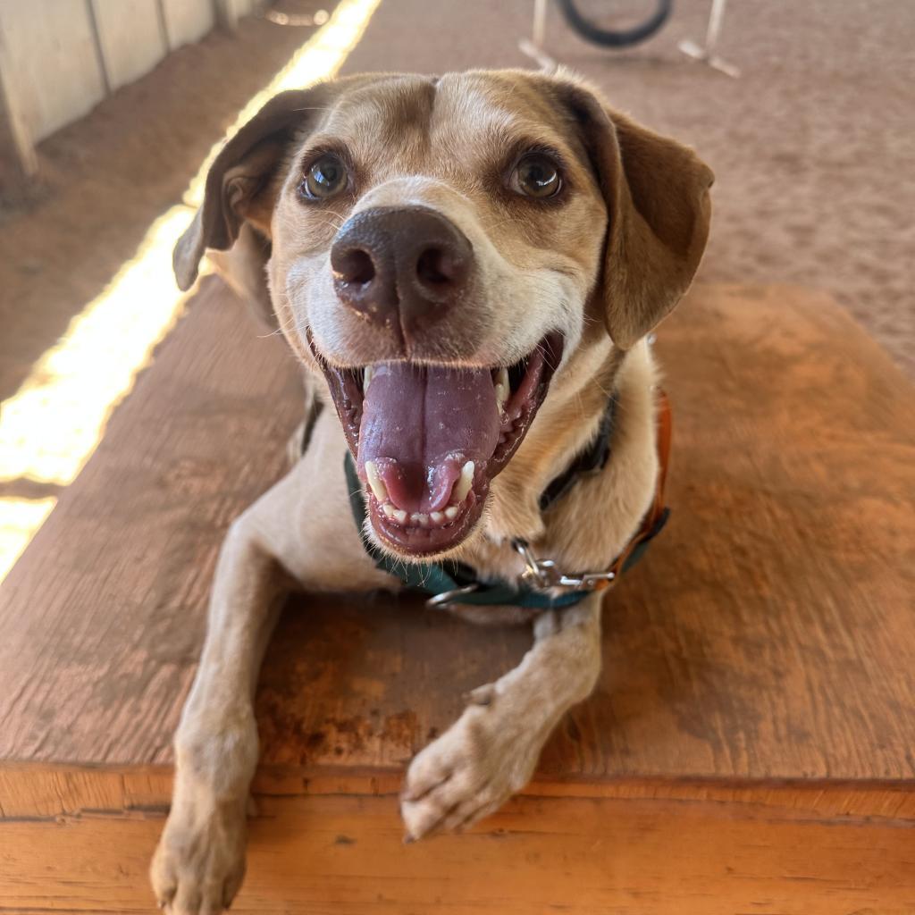 Dwayne, an adoptable Hound in Kanab, UT, 84741 | Photo Image 1